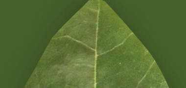 Close up leaf texture